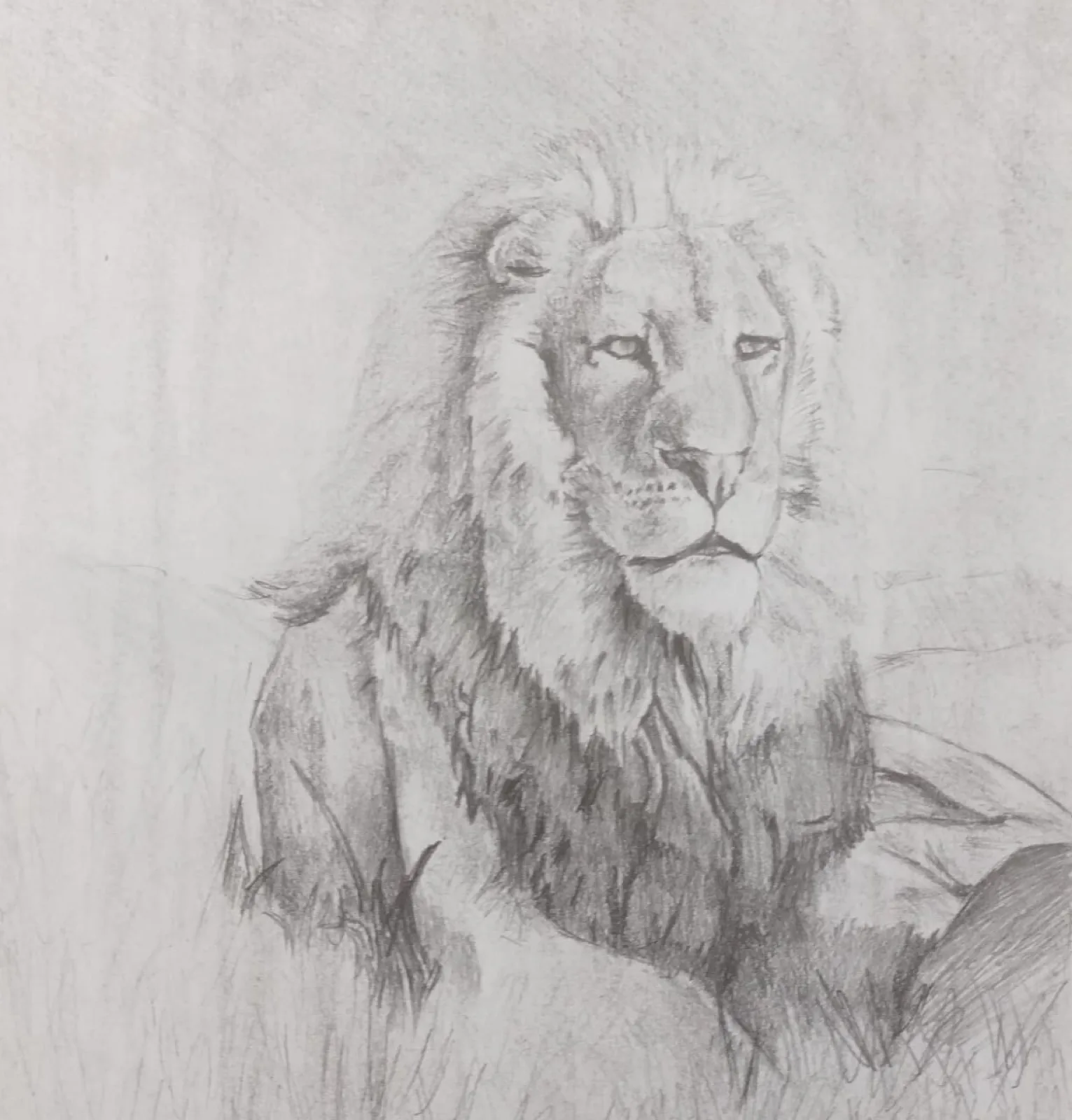 Resting Lion, graphite drawing, 2008